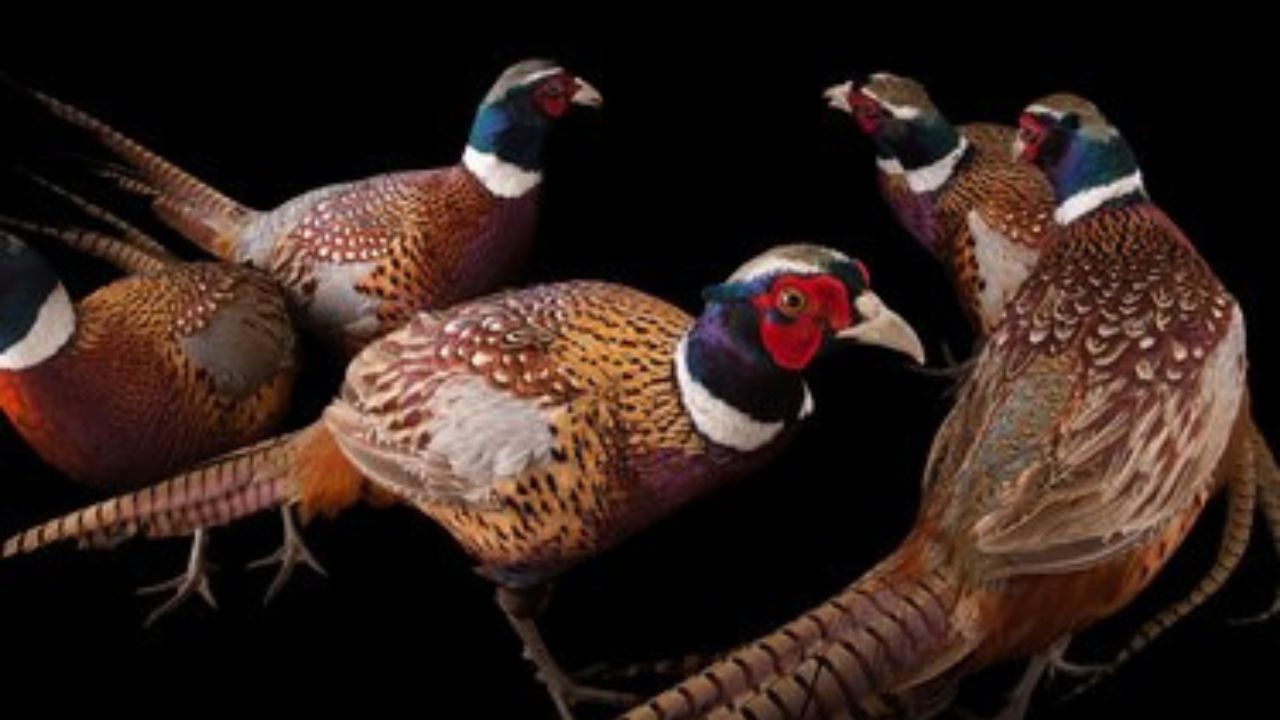 A Glimpse into Pheasant Diversity