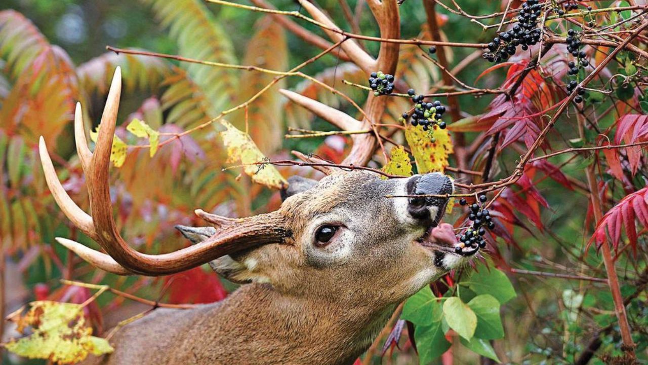 Best Practices for Feeding Deer