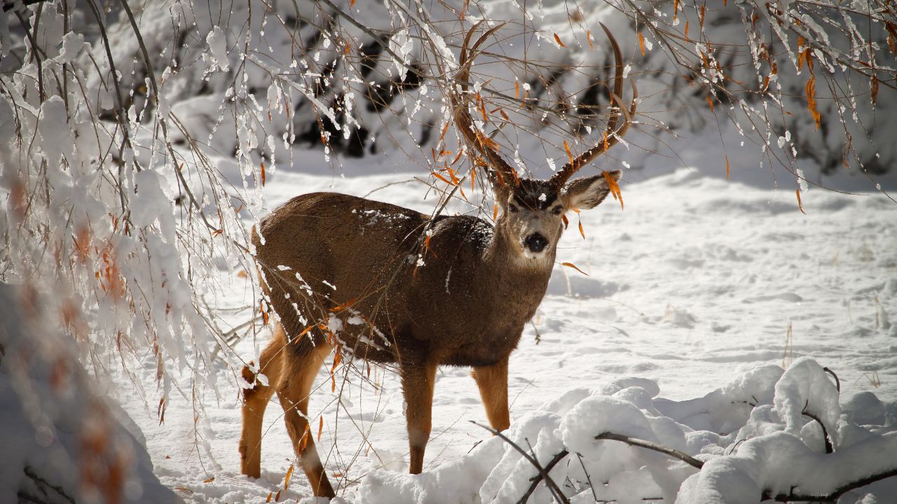 Brassicas A Winter Wonderland for Deer