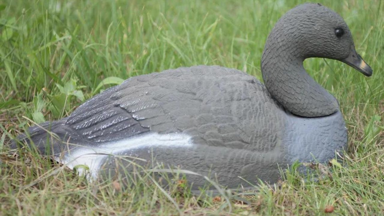 Common Misconceptions about Dave Smith Decoys