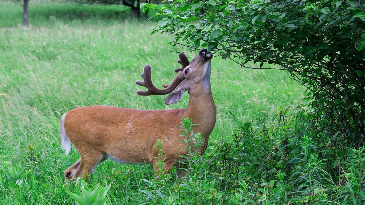 Debunking Myths About Deer Food Plots