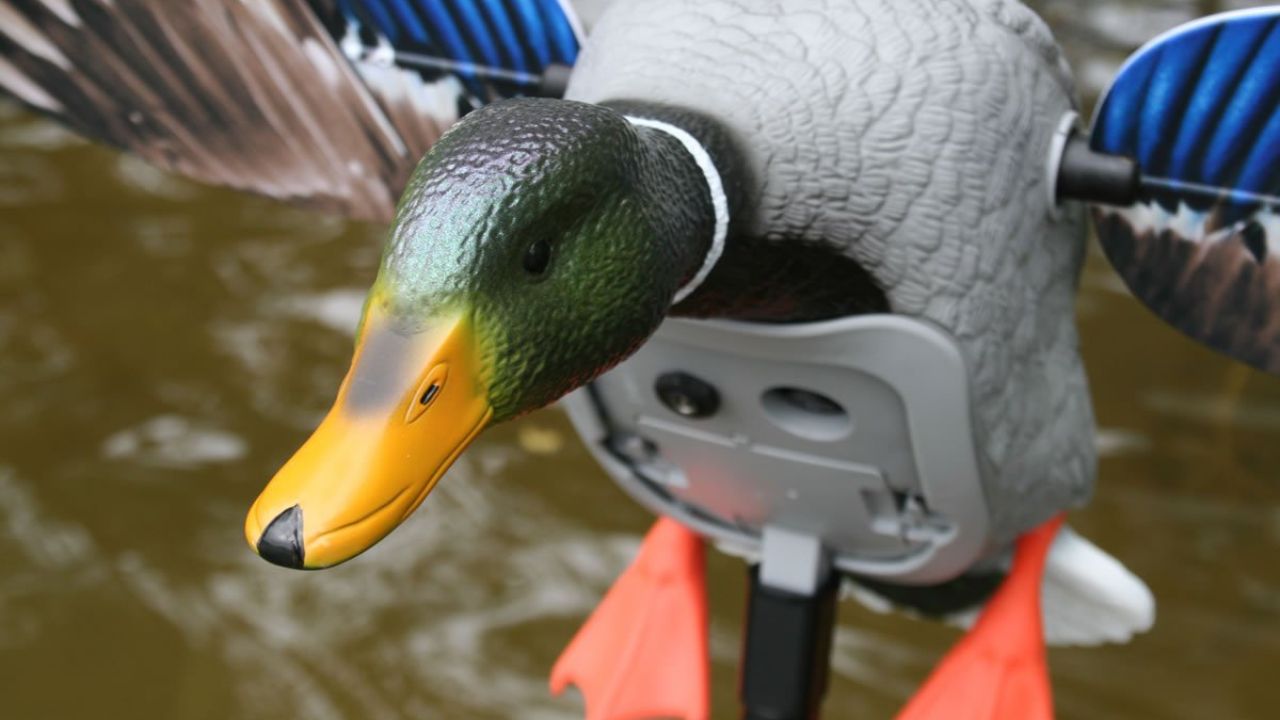 Maintaining and Cleaning Avian X Duck Decoys
