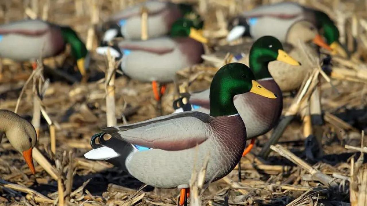 Success Stories with Avian X Wood Duck Decoys