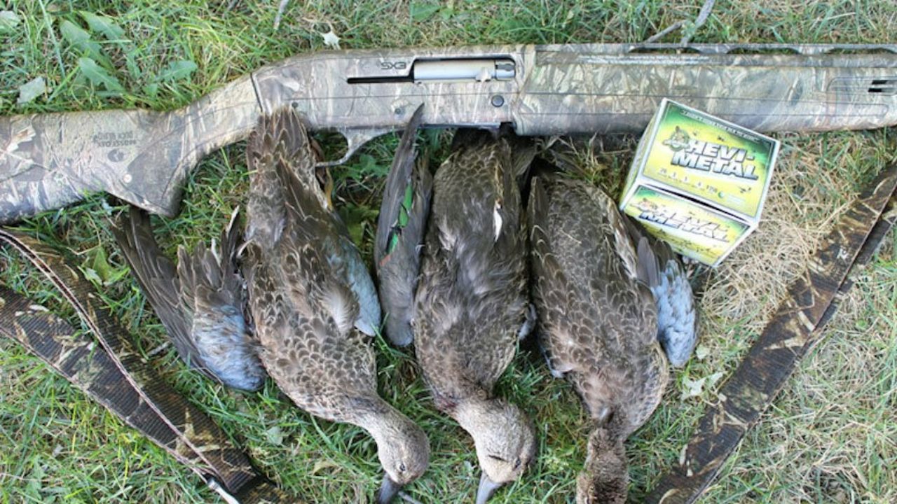20 gauge 2 3/4 for ducks