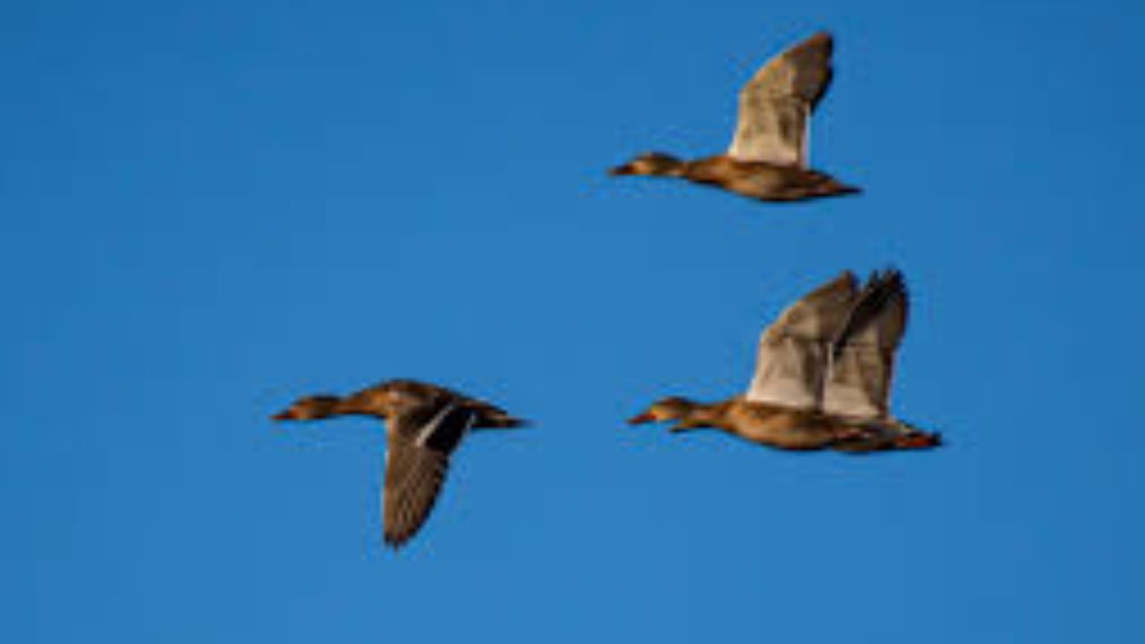ducks in flight massey md