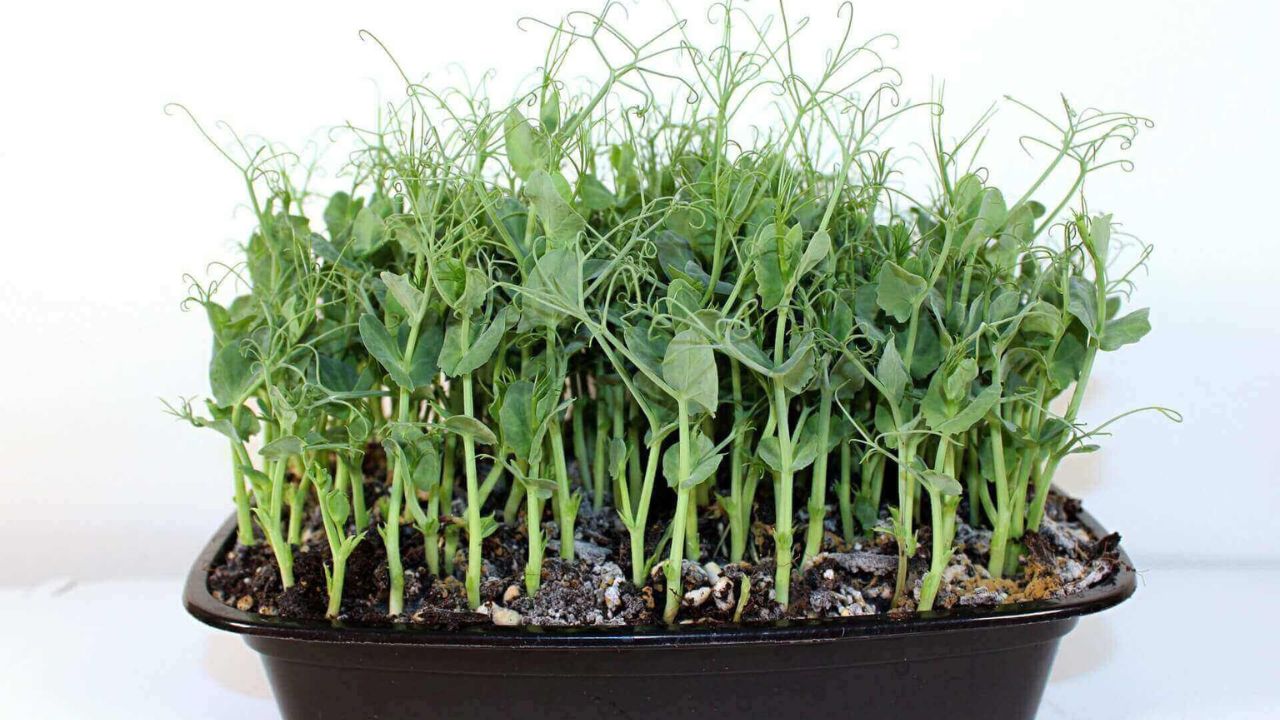When to plant Spring Protein Peas