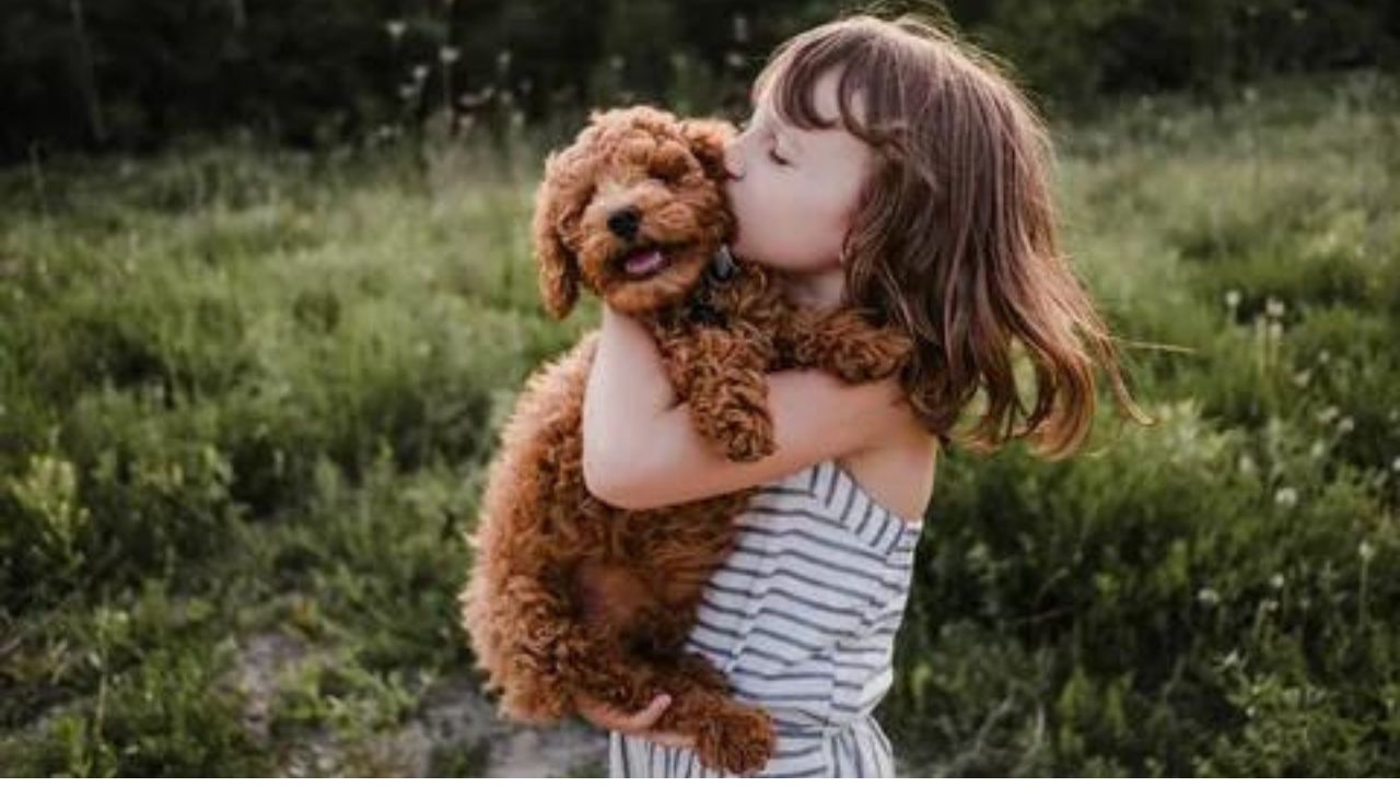 Emotional Connection and Loyalty Of Goldendoodles