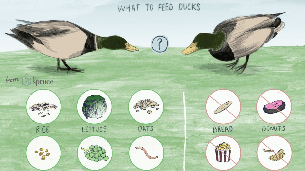 What Is the Best Habitat for a Duck?