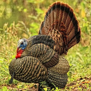 avianx-lifelike-collapsible-turkey-decoys-tom-strutter