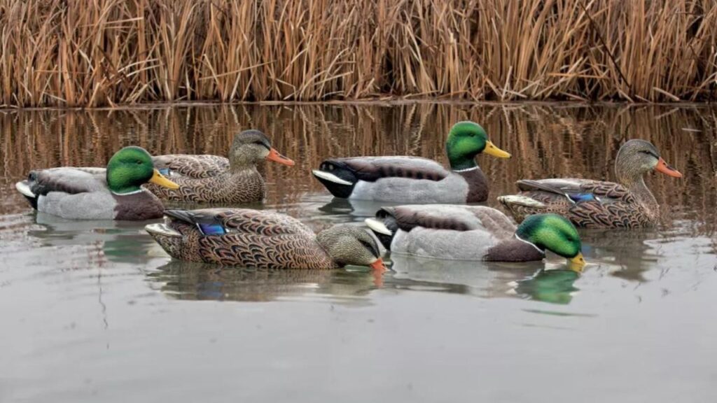 Avian X Duck Decoys Enhancing Your Waterfowl Hunting Experience