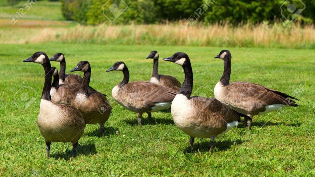 Battling Decoys Higdon Pulsator vs Lucky Duck Agitator Faceoff