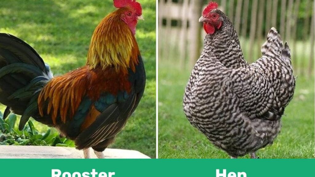 Comparing Hen Redhead vs Hen Ringneck: A Feathered Faceoff