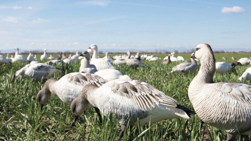Dave Smith Decoys Goose Elevating Your Hunting Game