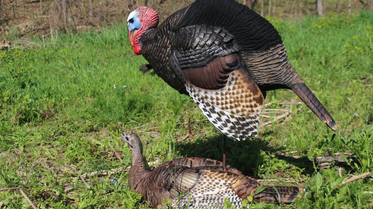 Dave Smith Decoys Revolutionizing Your Hunting Experience