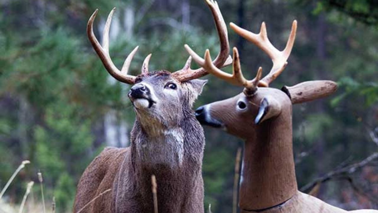 Deer Decoys Enhancing Your Hunting Experience