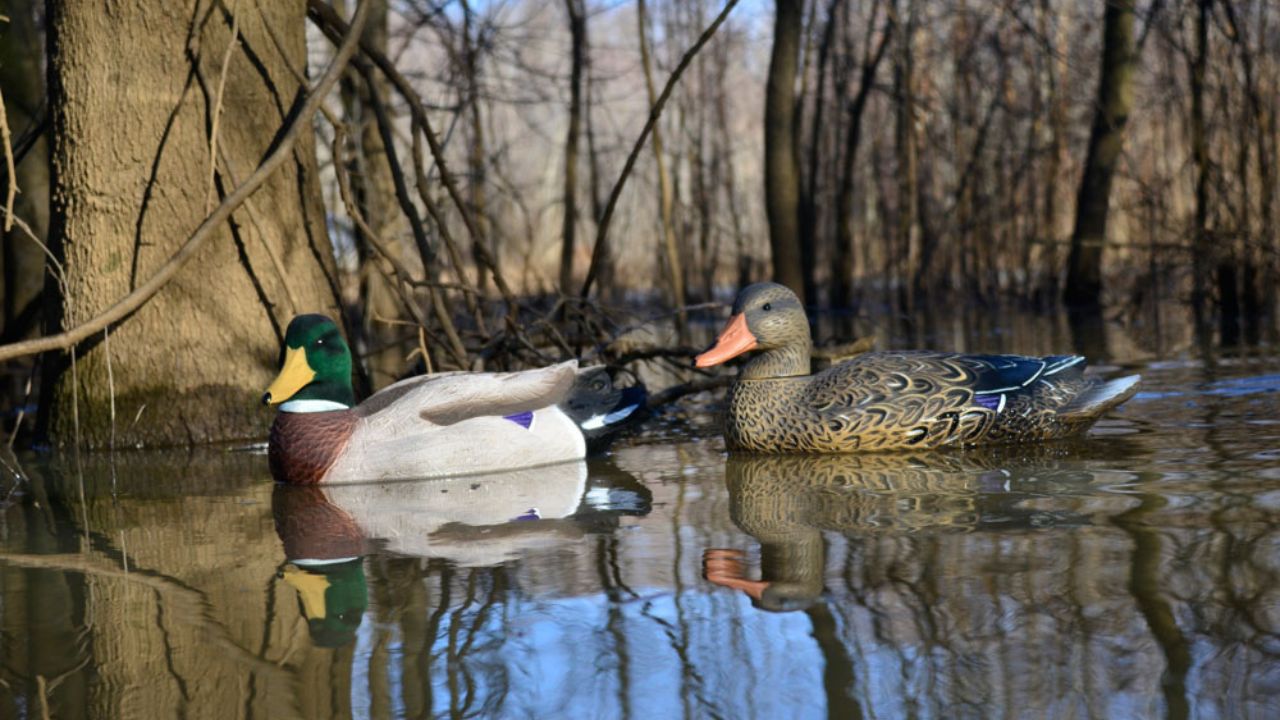 Enhancing Your Waterfowl Avian X Wood Duck Decoys Hunting Experience  