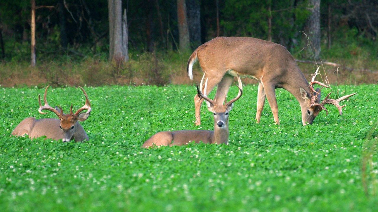 The Number One Best Food Plot For Deer