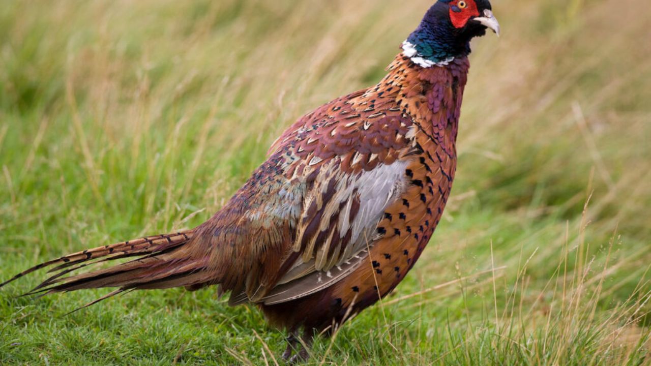 The Ultimate Pheasant Unveiling the Pinnacle Avian Majesty