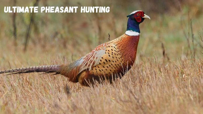 Ultimate Pheasant Hunting