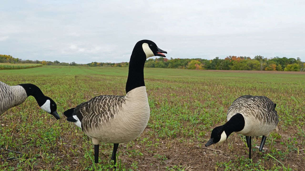 goose decoys