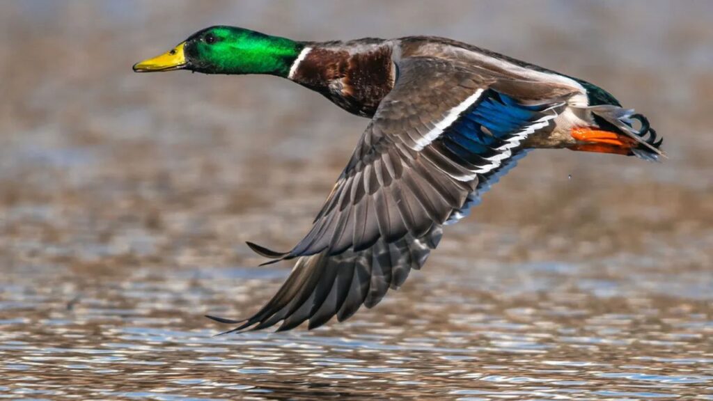 how fast can a duck fly