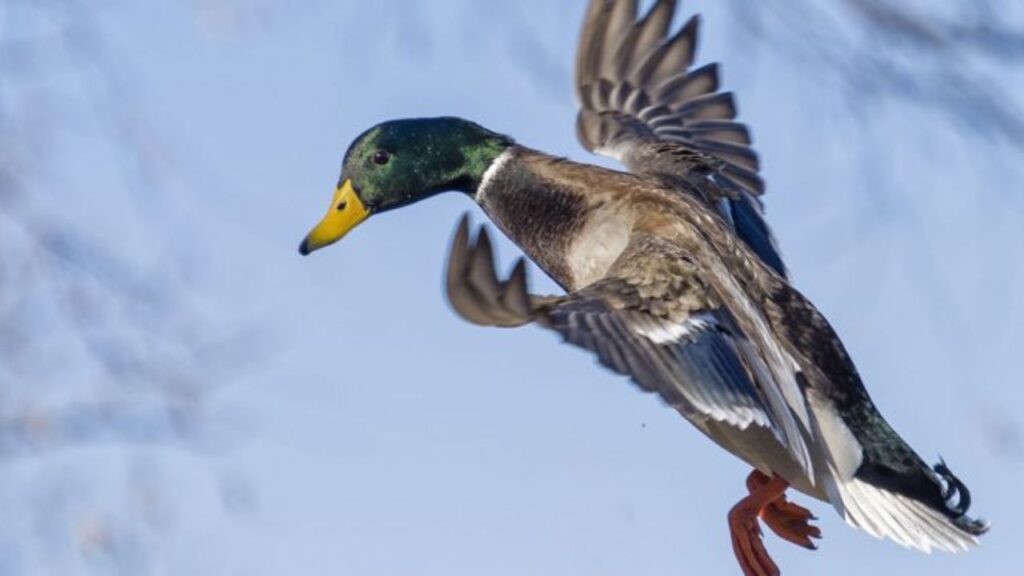 ducks in flight massey md