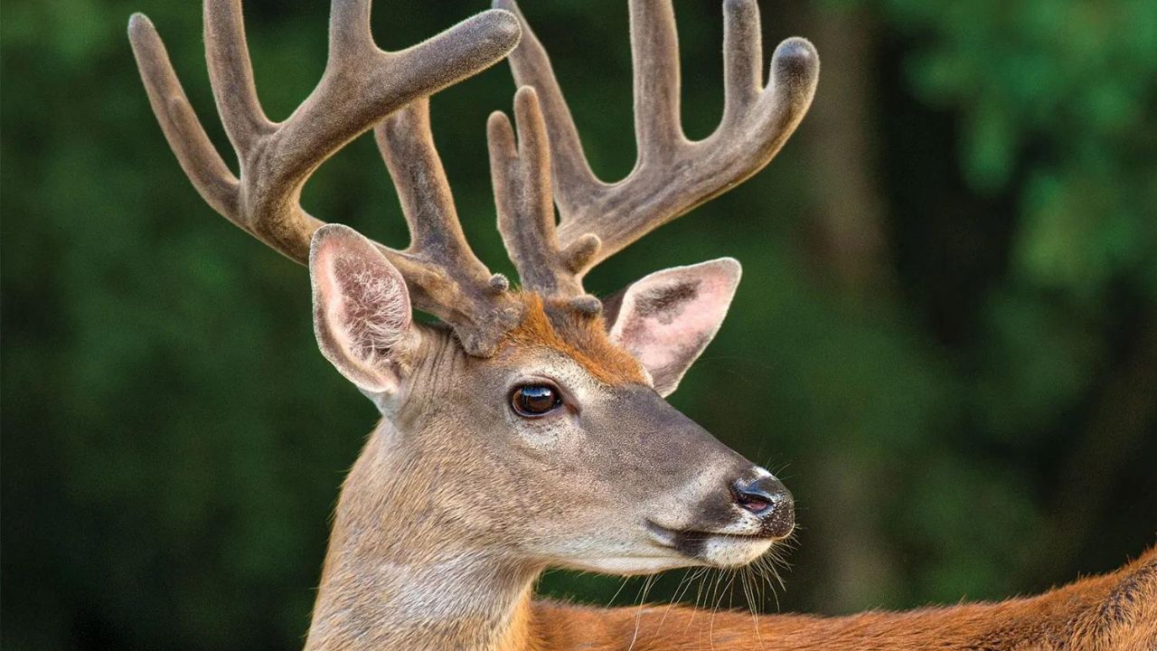 Unveiling the Best Protein Feed for Deer Antler Growth Maximum