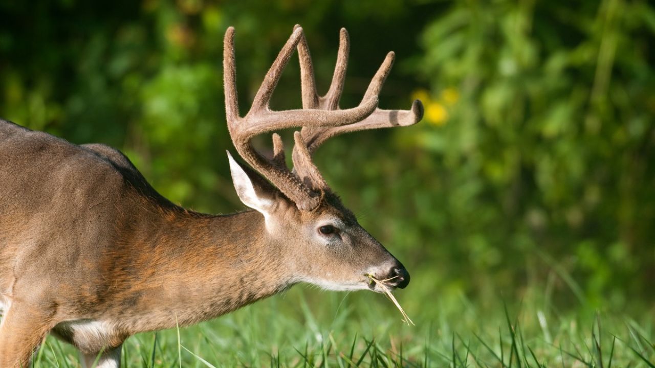 What is a Good Spring Food Plots for Deer