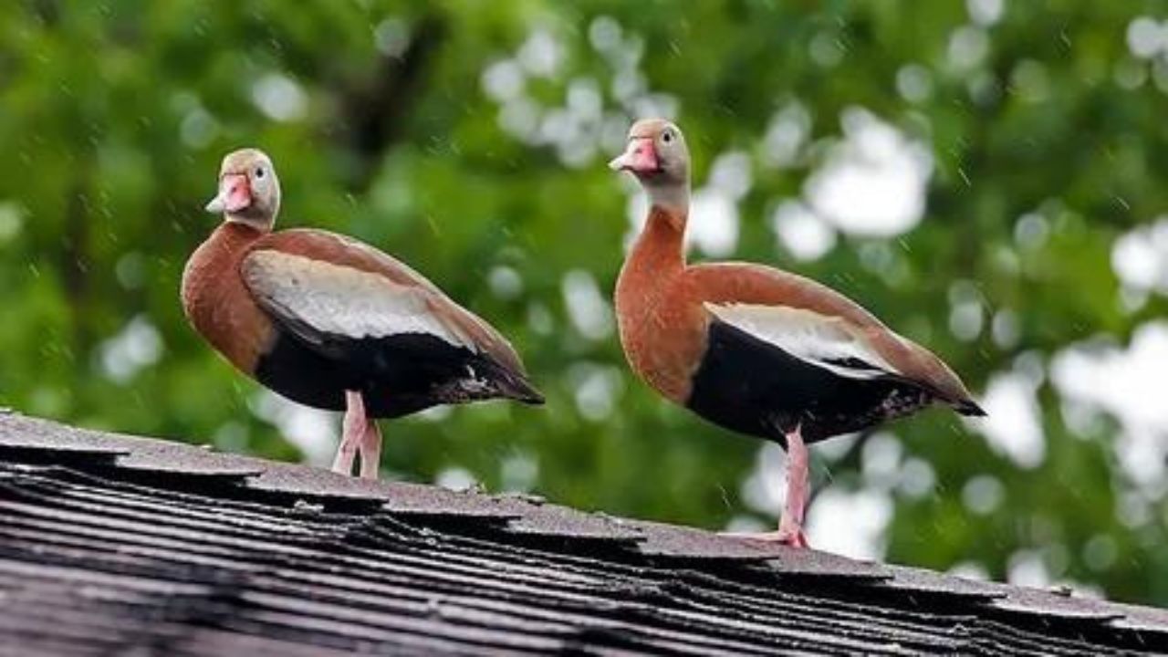 Are Black-Bellied Whistling Ducks Good to Eat