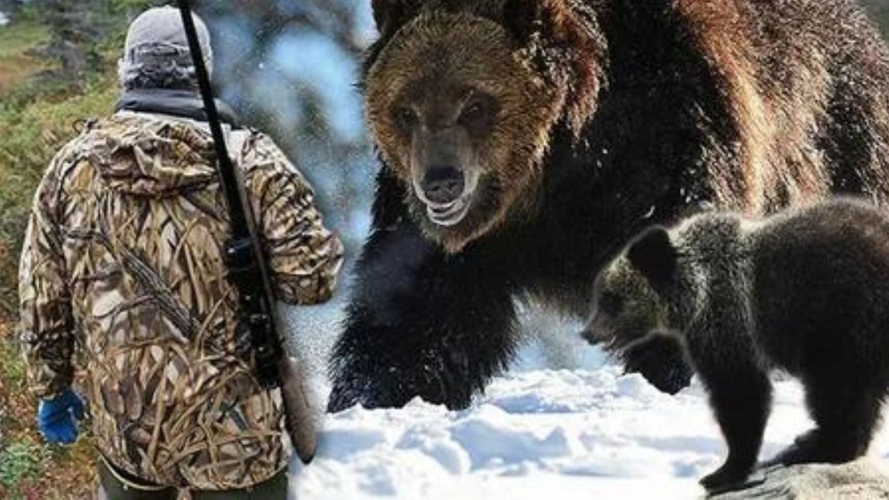 Bear Hunting Season in Washington State